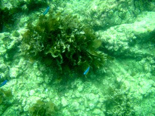 0720_子浦海中.JPG