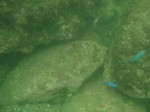 魚もいます.JPG
